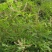 新黄荆条种子荆条树种子蜜源植物荆条花种子杜荆柴黄金子灌木