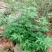 新黄荆条种子荆条树种子蜜源植物荆条花种子杜荆柴黄金子灌木