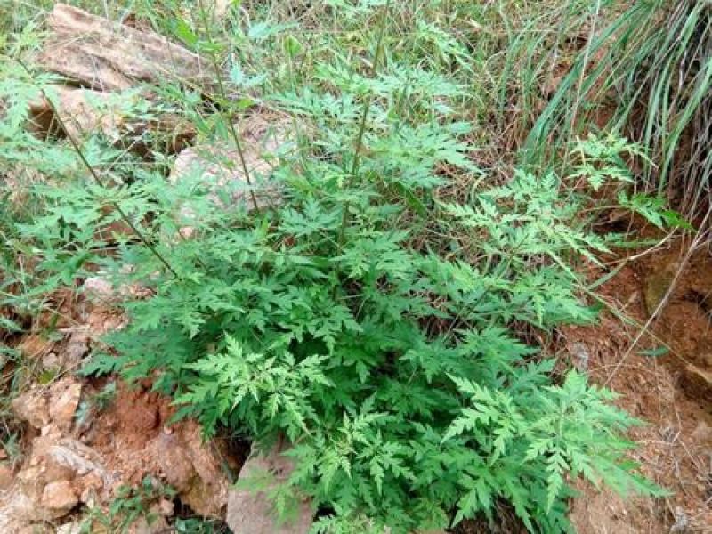 新黄荆条种子荆条树种子蜜源植物荆条花种子杜荆柴黄金子灌木