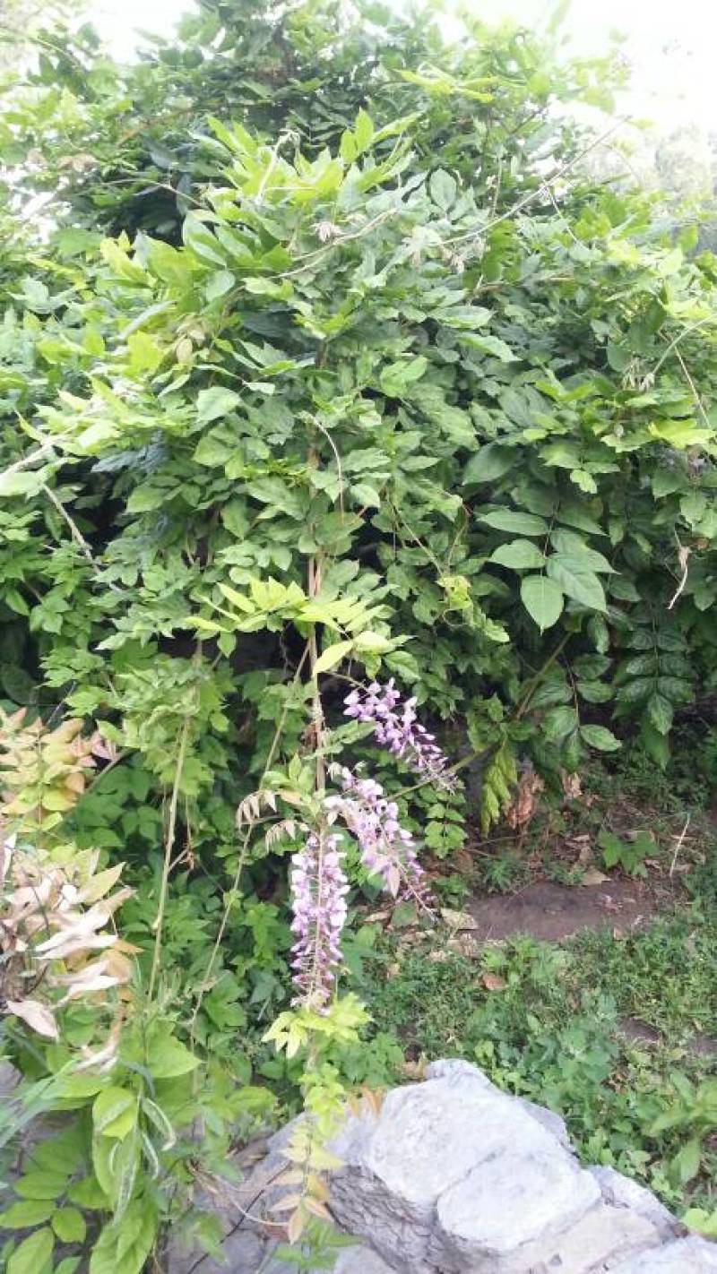 新黄荆条种子荆条树种子蜜源植物荆条花种子杜荆柴黄金子灌木