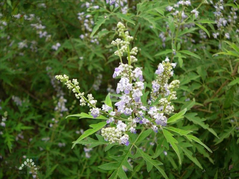 新黄荆条种子荆条树种子蜜源植物荆条花种子杜荆柴黄金子灌木