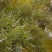 新黄荆条种子荆条树种子蜜源植物荆条花种子杜荆柴黄金子灌木