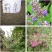 新黄荆条种子荆条树种子蜜源植物荆条花种子杜荆柴黄金子灌木