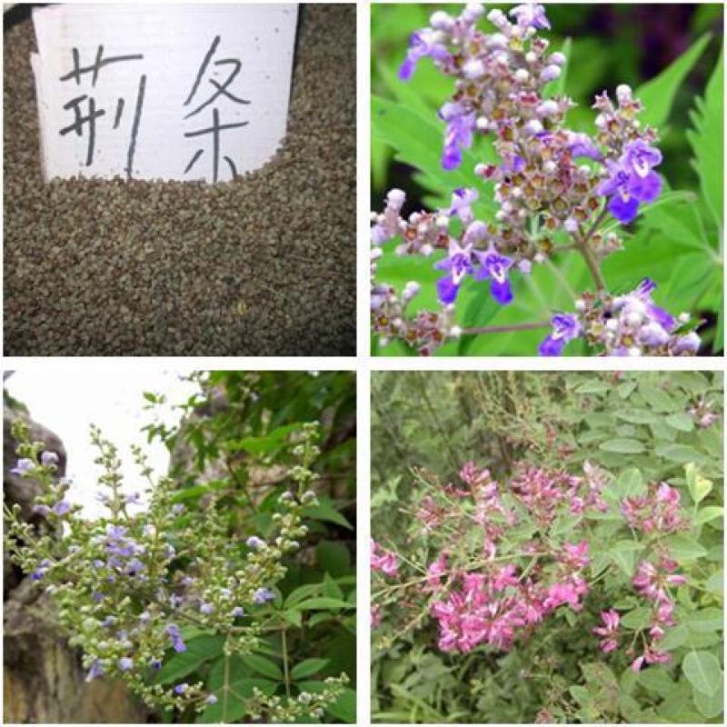 新黄荆条种子荆条树种子蜜源植物荆条花种子杜荆柴黄金子灌木