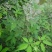 新黄荆条种子荆条树种子蜜源植物荆条花种子杜荆柴黄金子灌木