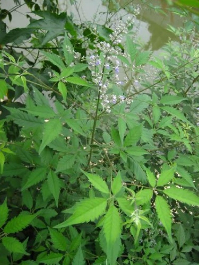 新黄荆条种子荆条树种子蜜源植物荆条花种子杜荆柴黄金子灌木