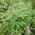 新黄荆条种子荆条树种子蜜源植物荆条花种子杜荆柴黄金子灌木