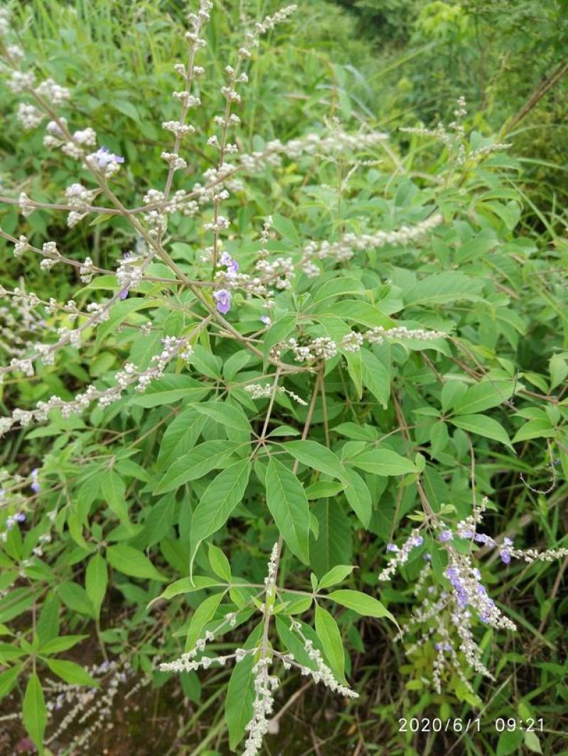 新黄荆条种子荆条树种子蜜源植物荆条花种子杜荆柴黄金子灌木