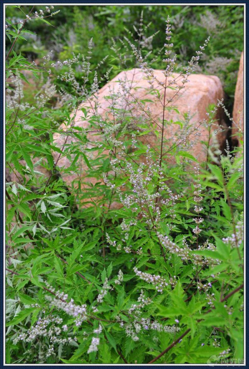新黄荆条种子荆条树种子蜜源植物荆条花种子杜荆柴黄金子灌木