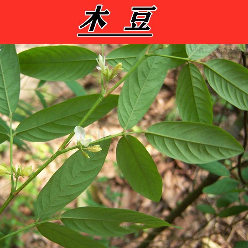 木豆种子直立灌木树豆柳豆豆蓉树黄豆三叶豆种子牧草种子