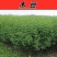 木豆种子直立灌木树豆柳豆豆蓉树黄豆三叶豆种子牧草种子