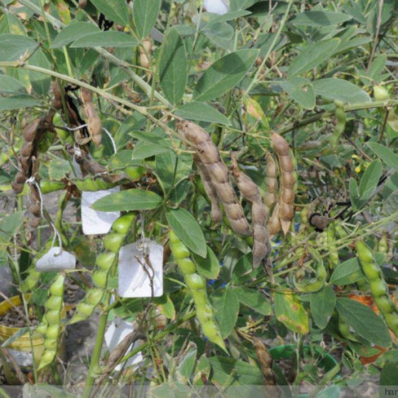 木豆种子直立灌木树豆柳豆豆蓉树黄豆三叶豆种子牧草种子