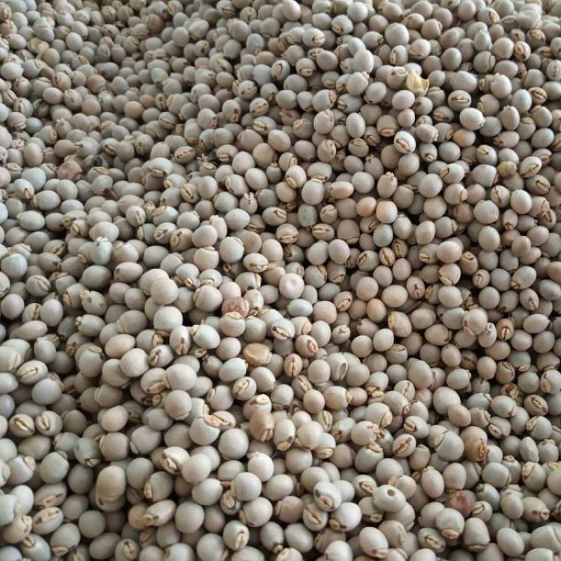 木豆种子直立灌木树豆柳豆豆蓉树黄豆三叶豆种子牧草种子