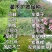 木豆种子直立灌木树豆柳豆豆蓉树黄豆三叶豆种子牧草种子