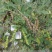 木豆种子直立灌木树豆柳豆豆蓉树黄豆三叶豆种子牧草种子