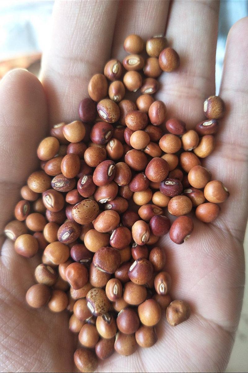 木豆种子直立灌木树豆柳豆豆蓉树黄豆三叶豆种子牧草种子