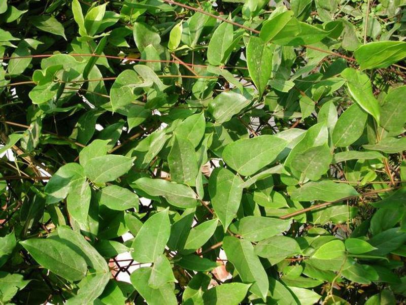 油麻藤种子多年生豆科爬藤乔林灌木蜜源绿化护坡固土景观
