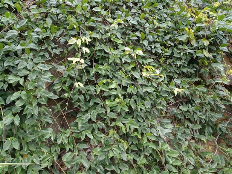 油麻藤种子多年生豆科爬藤乔林灌木蜜源绿化护坡固土景观