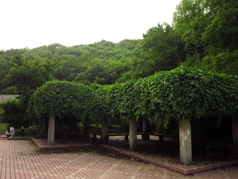 油麻藤种子多年生豆科爬藤乔林灌木蜜源绿化护坡固土景观