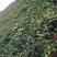 油麻藤种子多年生豆科爬藤乔林灌木蜜源绿化护坡固土景观