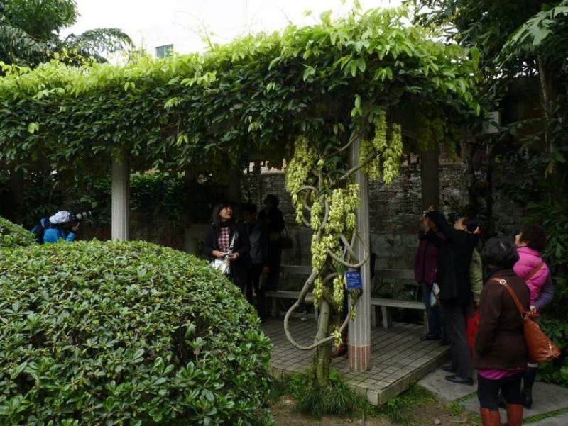 油麻藤种子多年生豆科爬藤乔林灌木蜜源绿化护坡固土景观