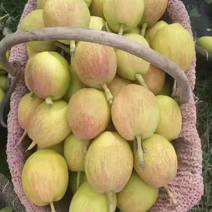 新疆库尔勒香梨新鲜水果10斤当季现摘梨子整箱批发特级