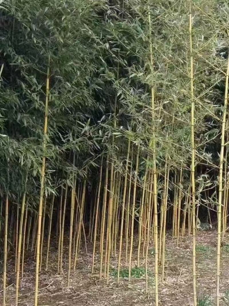 2公分金镶玉竹价格批发1公分2公分3公分金镶玉竹价格便宜