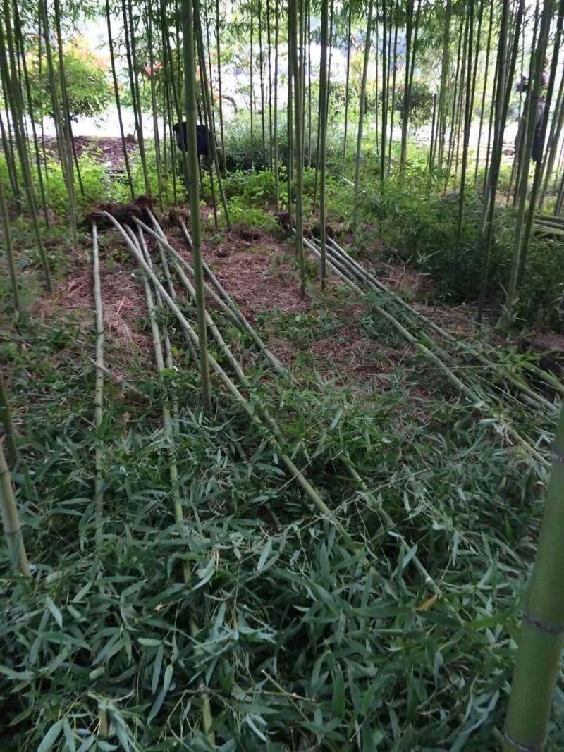 2公分金镶玉竹价格批发1公分2公分3公分金镶玉竹价格便宜