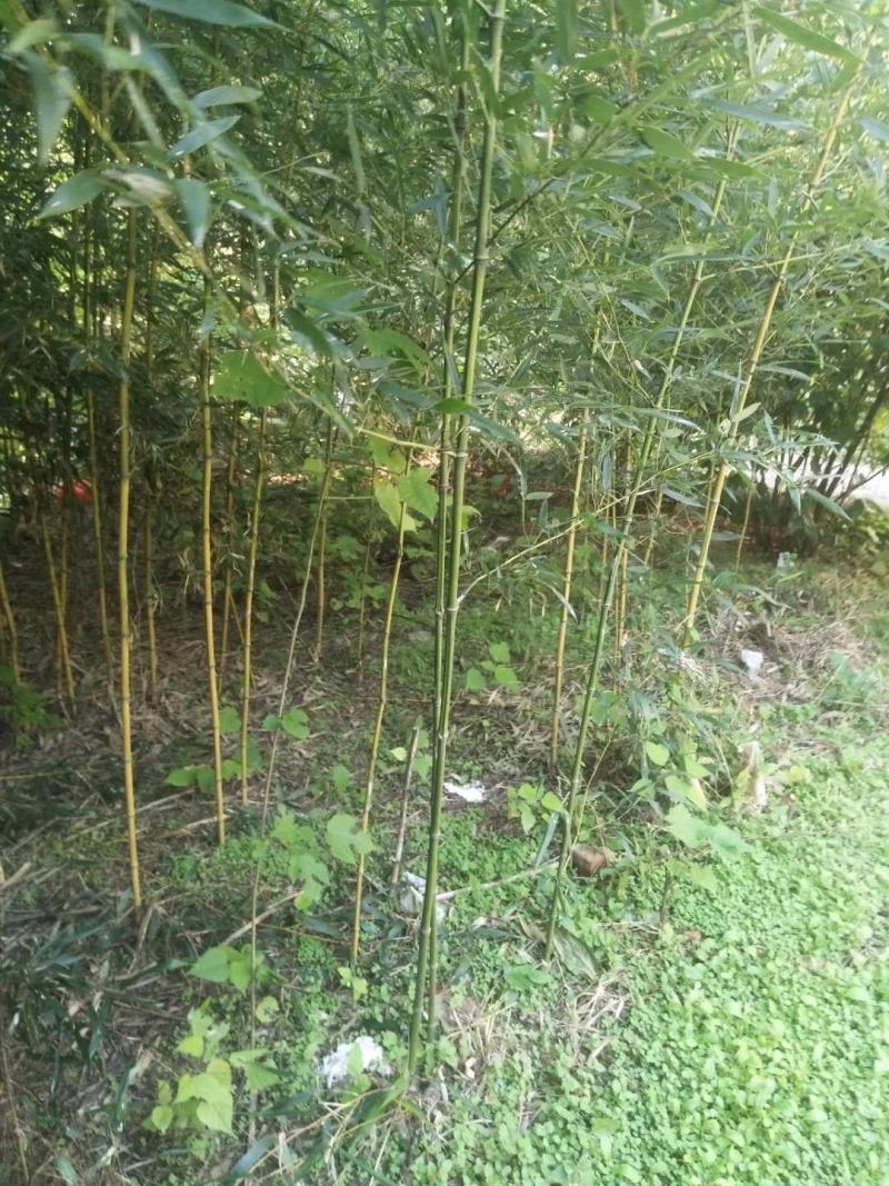 2公分金镶玉竹价格批发1公分2公分3公分金镶玉竹价格便宜