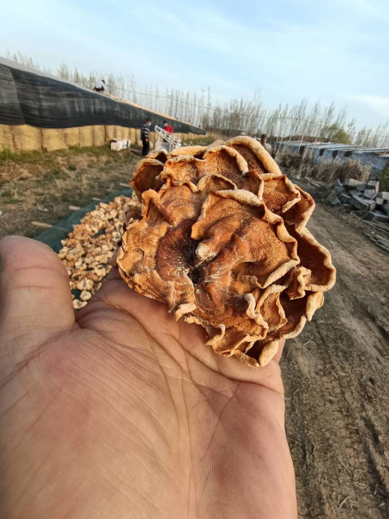 俞耳榆耳菌，榆耳产地批发零售干品