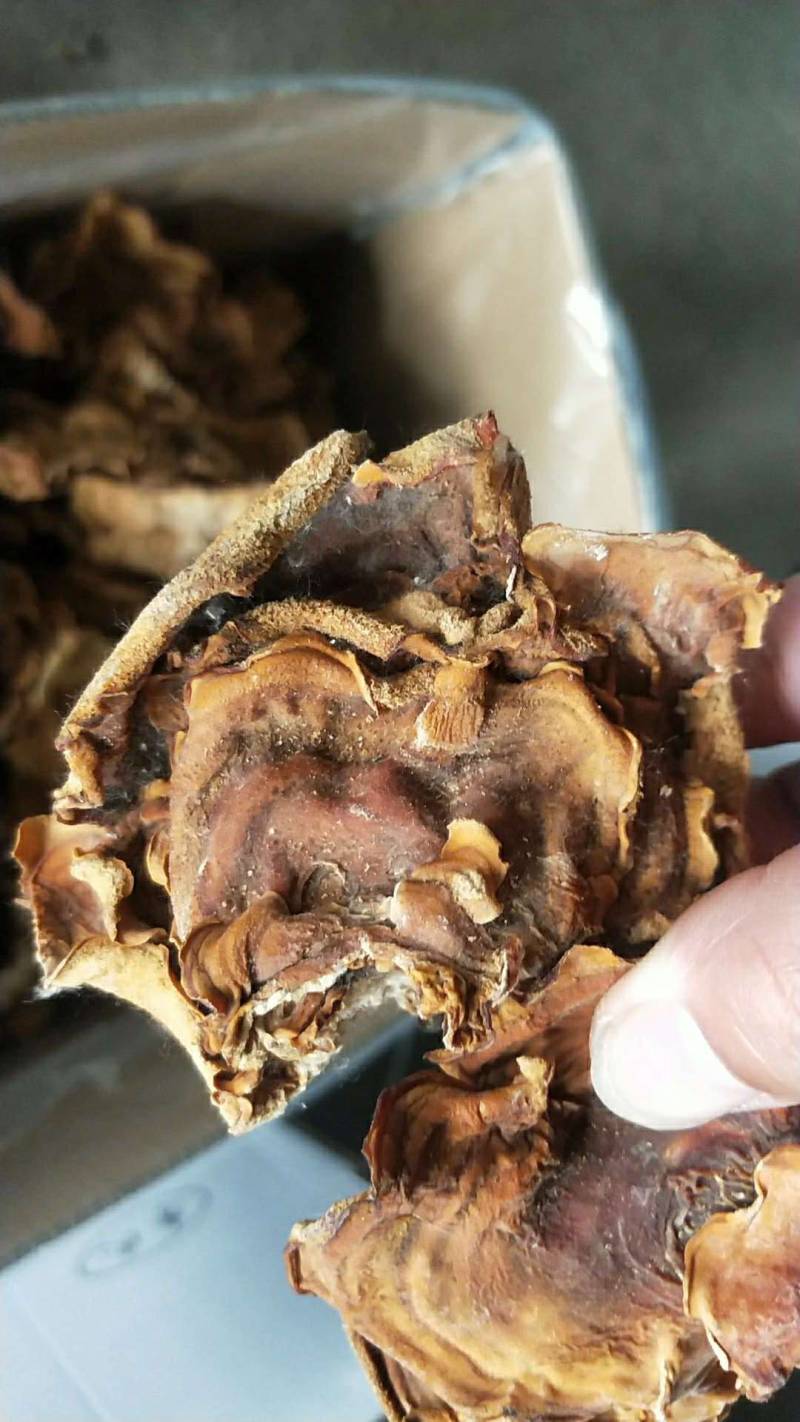 俞耳榆耳菌，榆耳产地批发零售干品