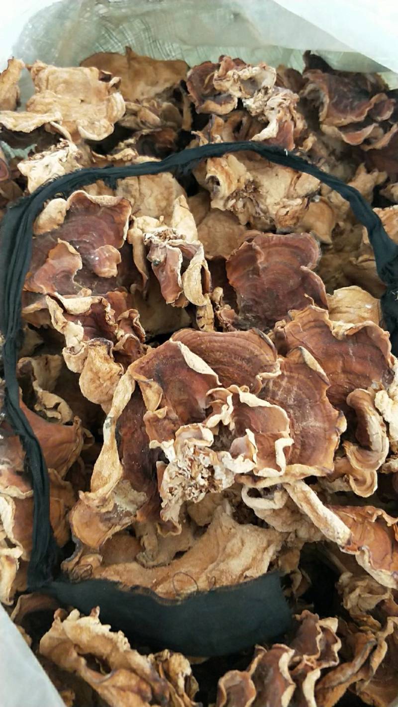 俞耳榆耳菌，榆耳产地批发零售干品