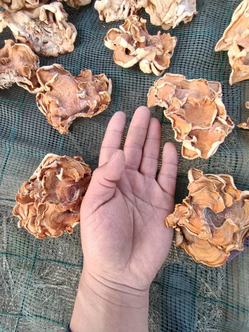 俞耳榆耳菌，榆耳产地批发零售干品