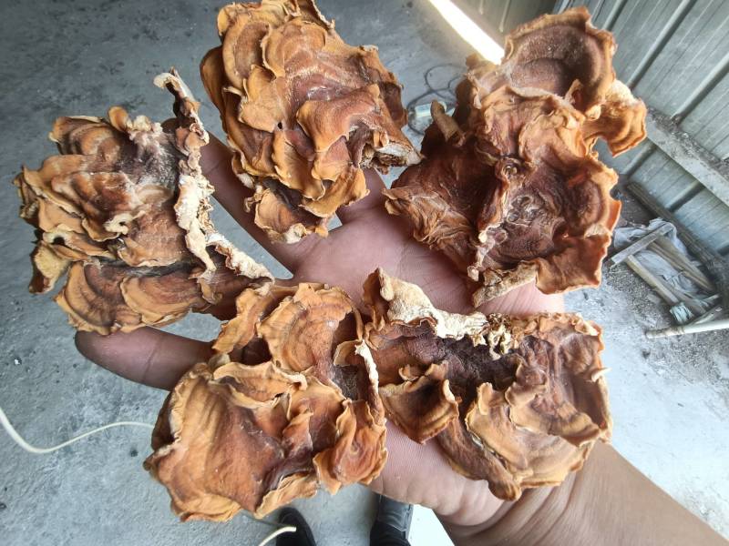 俞耳榆耳菌，榆耳产地批发零售干品