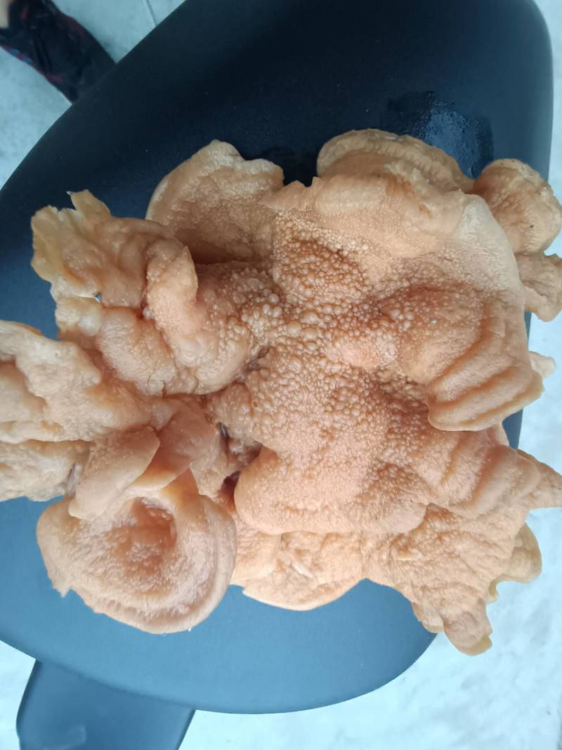 俞耳榆耳菌，榆耳产地批发零售干品