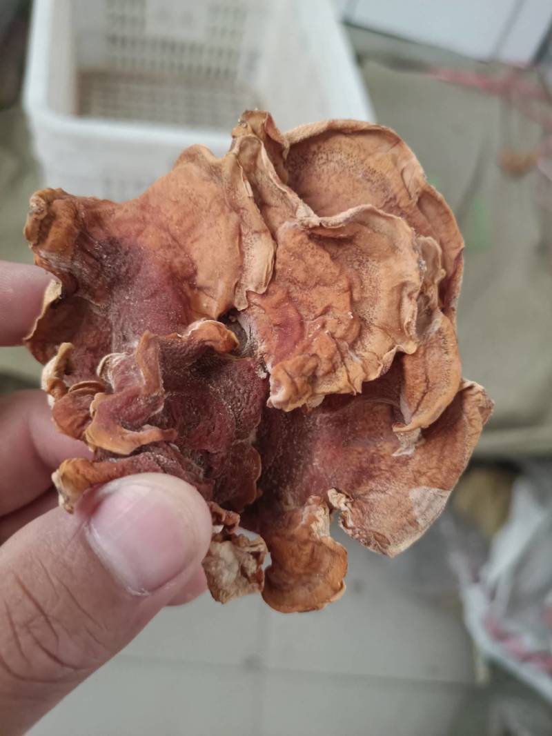 俞耳榆耳菌，榆耳产地批发零售干品