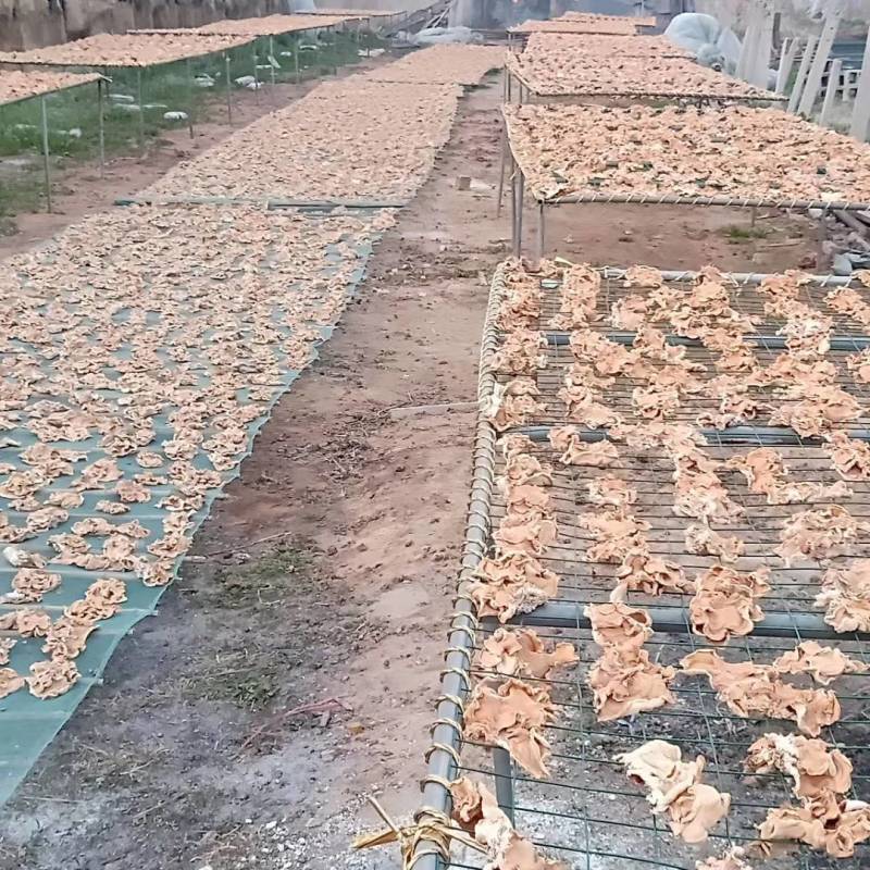 俞耳榆耳菌，榆耳产地批发零售干品