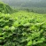 葛藤种子护坡种籽背藤野葛根边坡绿化藤本植物沙土巩固爬藤拉