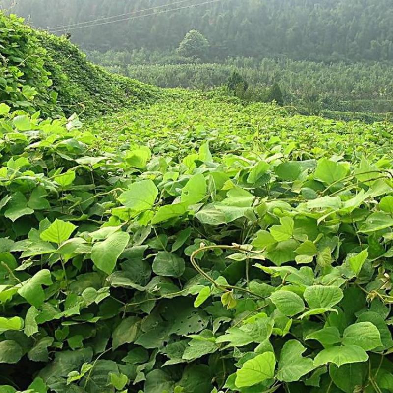 葛藤种子护坡种籽背藤野葛根边坡绿化藤本植物沙土巩固爬藤拉