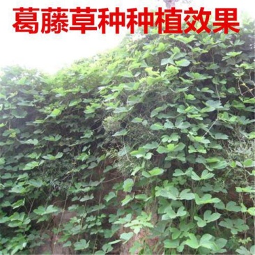 葛藤种子护坡种籽背藤野葛根边坡绿化藤本植物沙土巩固爬藤拉