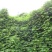 葛藤种子护坡种籽背藤野葛根边坡绿化藤本植物沙土巩固爬藤拉