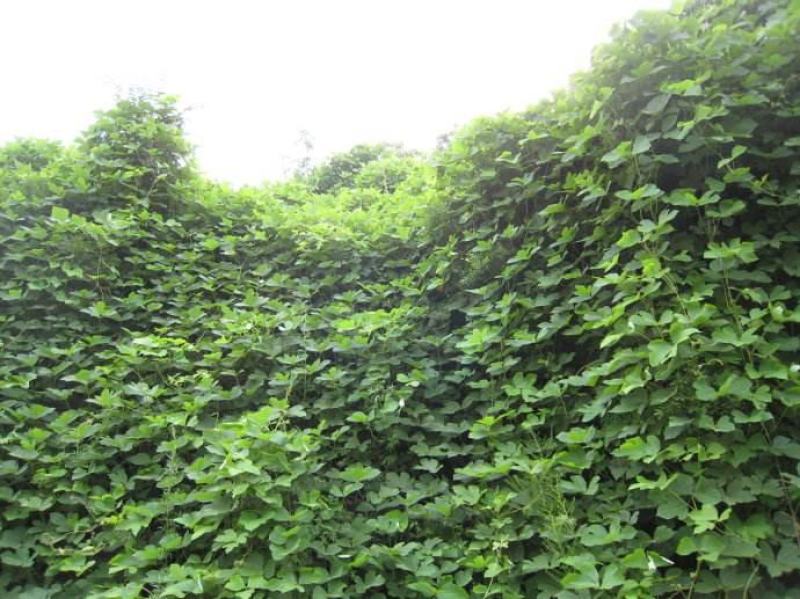 葛藤种子护坡种籽背藤野葛根边坡绿化藤本植物沙土巩固爬藤拉