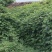 葛藤种子护坡种籽背藤野葛根边坡绿化藤本植物沙土巩固爬藤拉