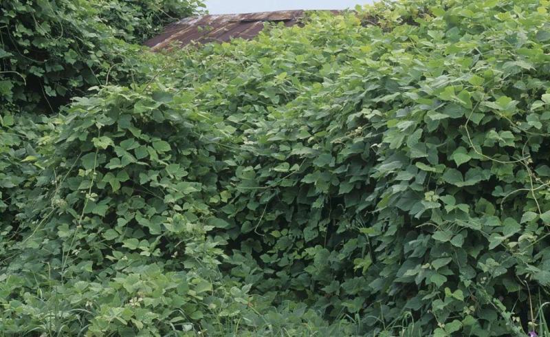 葛藤种子护坡种籽背藤野葛根边坡绿化藤本植物沙土巩固爬藤拉