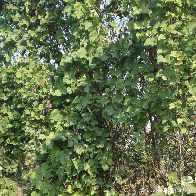 葛藤种子护坡种籽背藤野葛根边坡绿化藤本植物沙土巩固爬藤拉