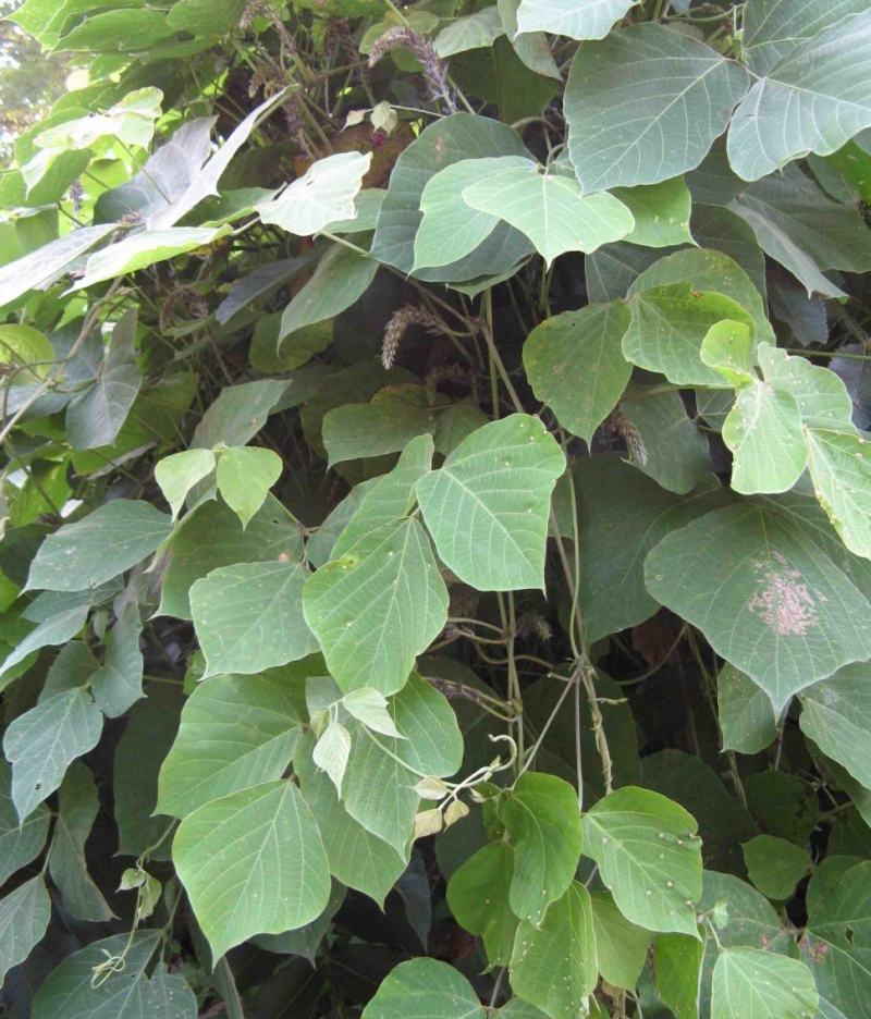 葛藤种子护坡种籽背藤野葛根边坡绿化藤本植物沙土巩固爬藤拉