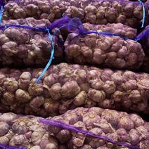 中牟紫皮大蒜，各种品质大蒜，晓峰蒜业，代销代存