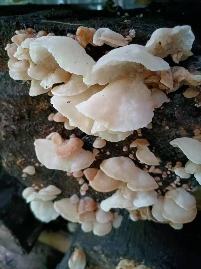 沙耳羊肚耳，珍珠菌产地批发零售，种植场羊肚耳价格不高木耳