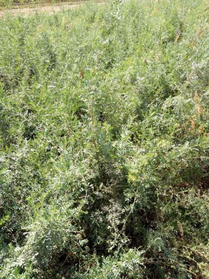柠条种子小叶锦鸡儿种籽抗旱治沙多年生护坡绿化林木灌木