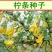 柠条种子小叶锦鸡儿种籽抗旱治沙多年生护坡绿化林木灌木